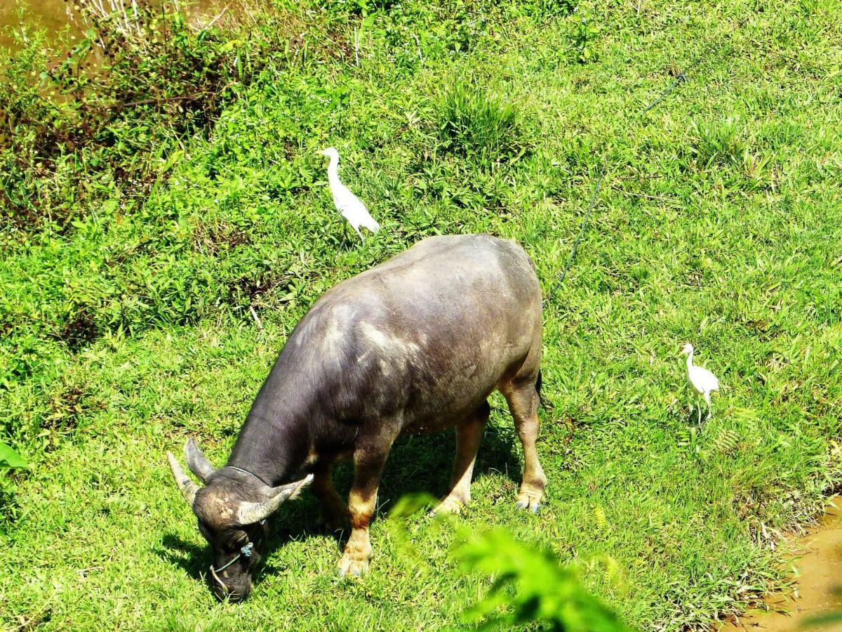 רנטפאו Toraja Torsina Hotel מראה חיצוני תמונה
